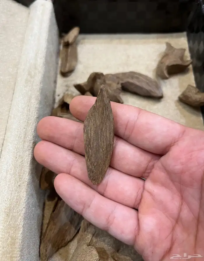 عود مروكي طبيعي دبل 7