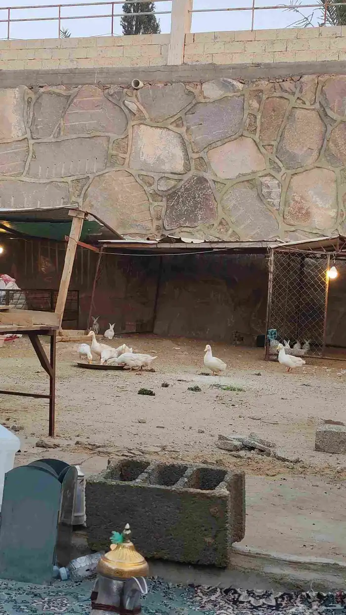 بط العدد 10 للبيع 0