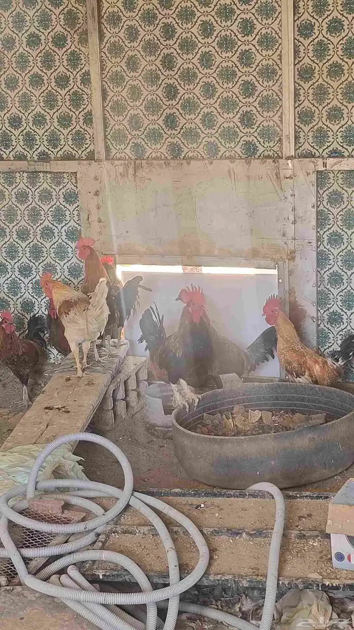 دجاج للبيع كلها ديك الموقع الواصليه 2