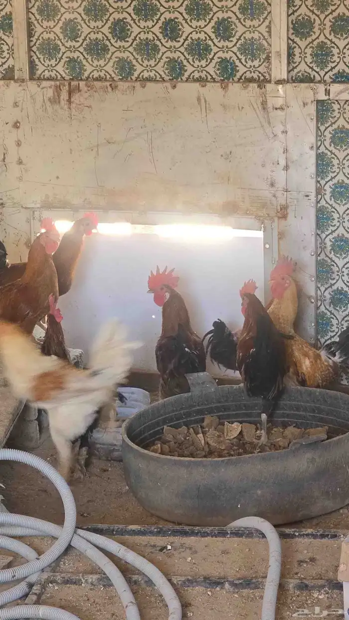 دجاج للبيع كلها ديك الموقع الواصليه 0