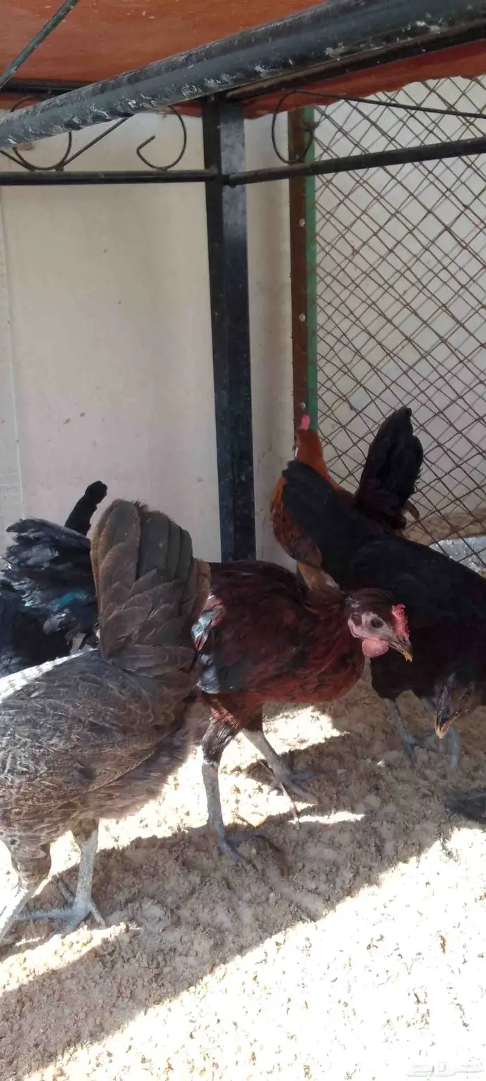 دجاج عربي فراريج العدد 5 حد للحبه45 التواصل واتساب 6