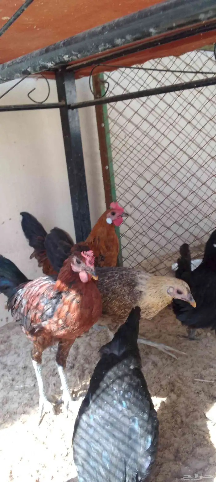 دجاج عربي فراريج العدد 5 حد للحبه45 التواصل واتساب 1