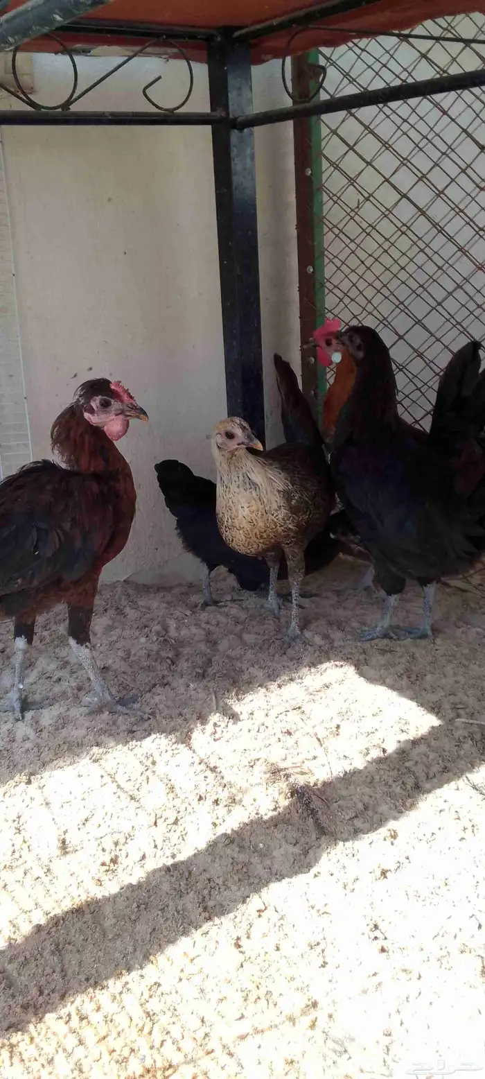 دجاج عربي فراريج العدد 5 حد للحبه45 التواصل واتساب 5