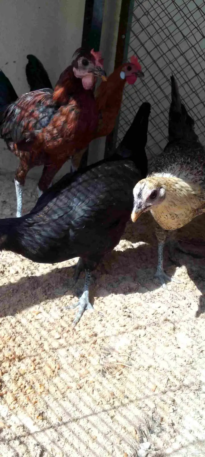 دجاج عربي فراريج العدد 5 حد للحبه45 التواصل واتساب 2