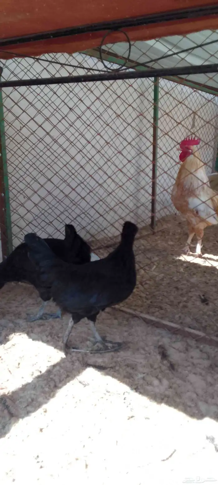 دجاج عربي فراريج العدد 5 حد للحبه45 التواصل واتساب 0