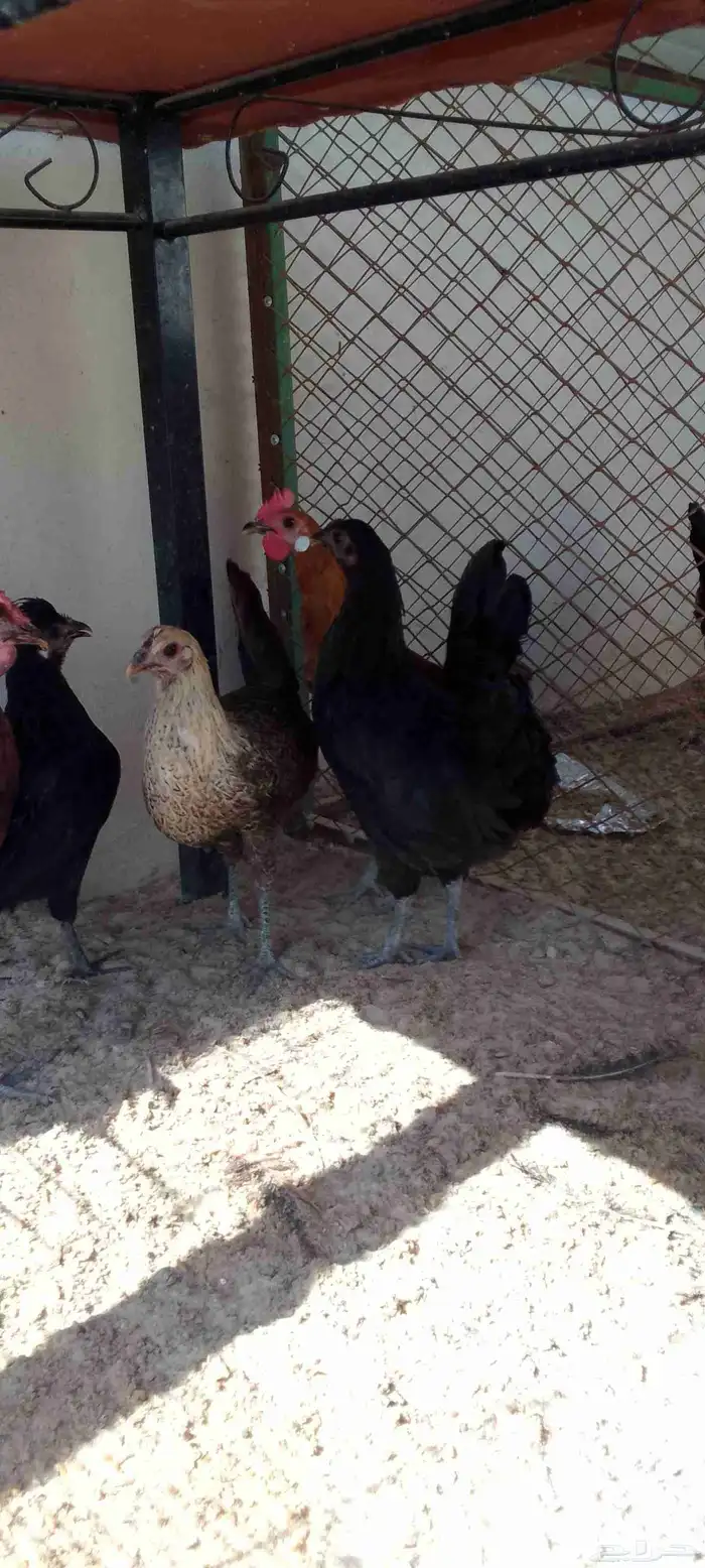 دجاج عربي فراريج العدد 5 حد للحبه45 التواصل واتساب 7