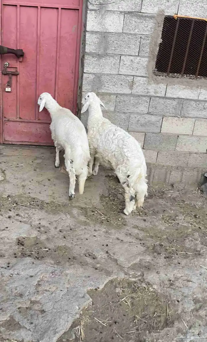 خروف ذبيحه 0