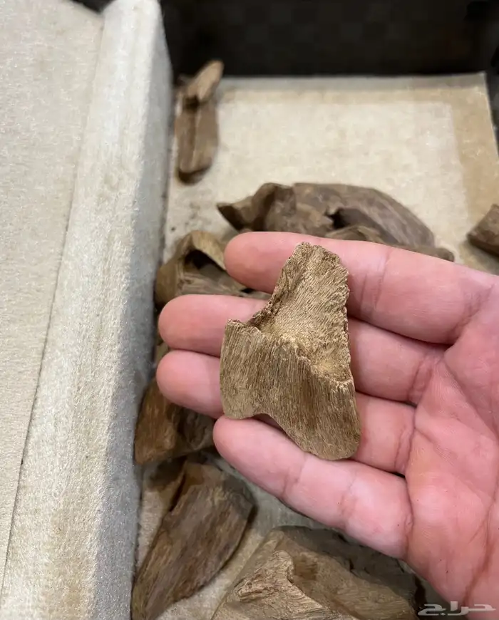 عود مروكي طبيعي دبل 5