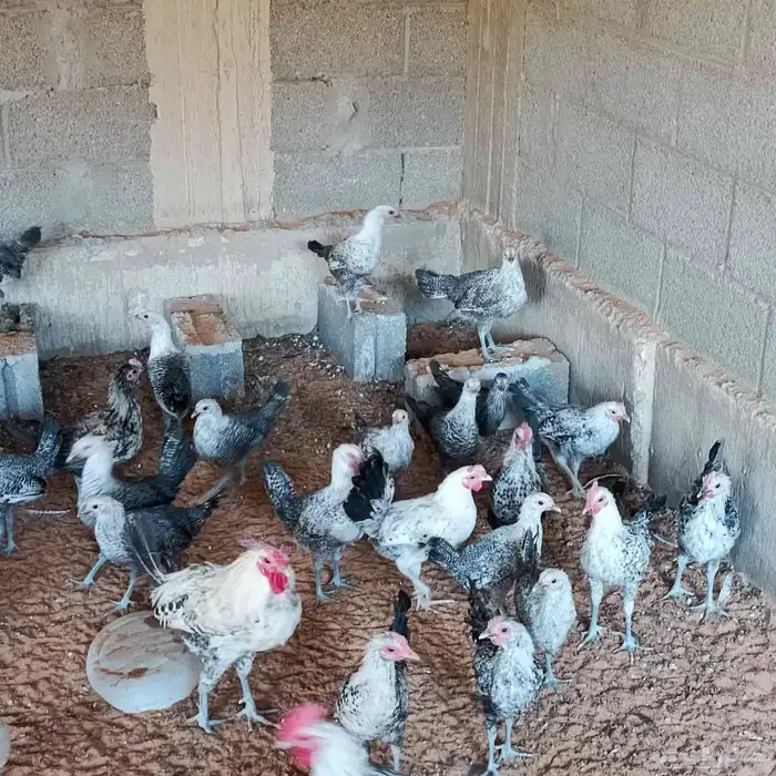 دجاج فيومي بشاير 3