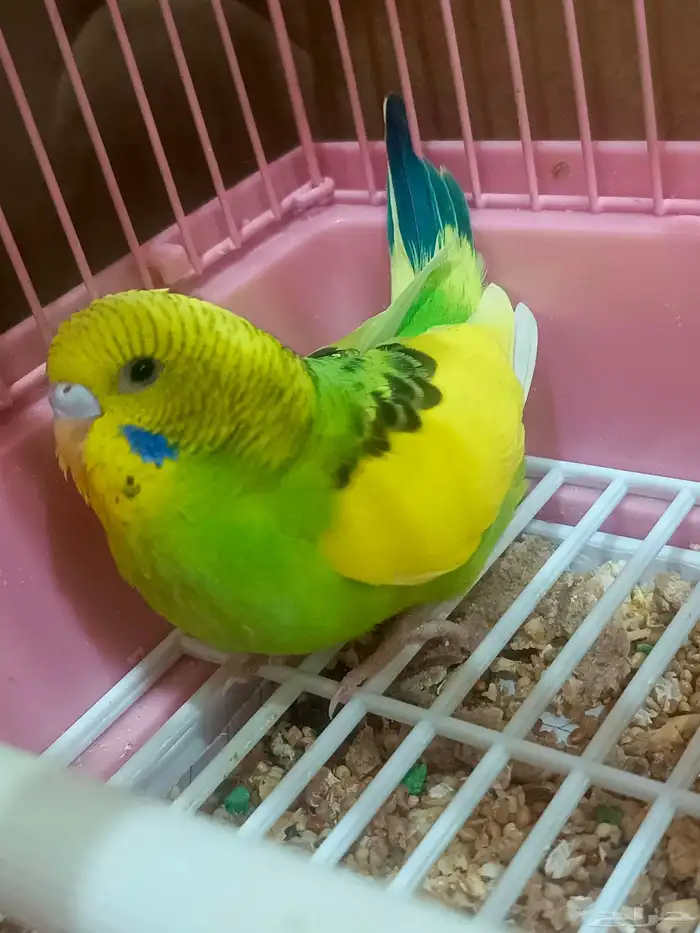 زوج بادجي وفروخه 2