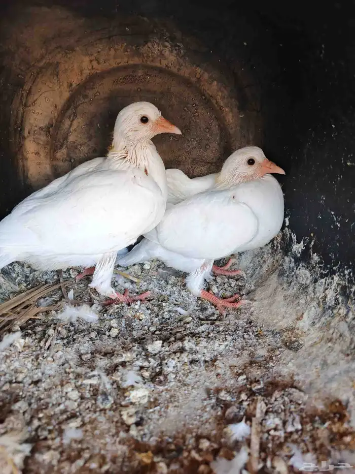 السلام عليكم متوفر زغليل شحم ولحم 0