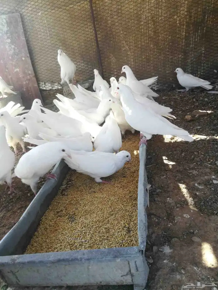 حمام فرنسي ابيض للبيع جامبو 3