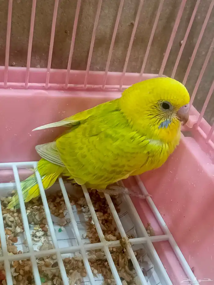 زوج بادجي وفروخه 8