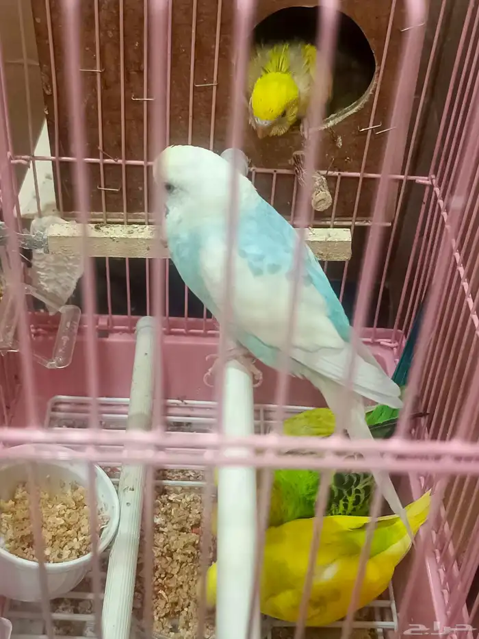 زوج بادجي وفروخه 11