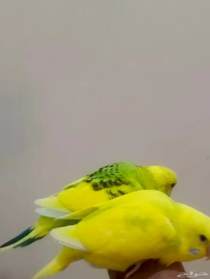 زوج بادجي وفروخه 0