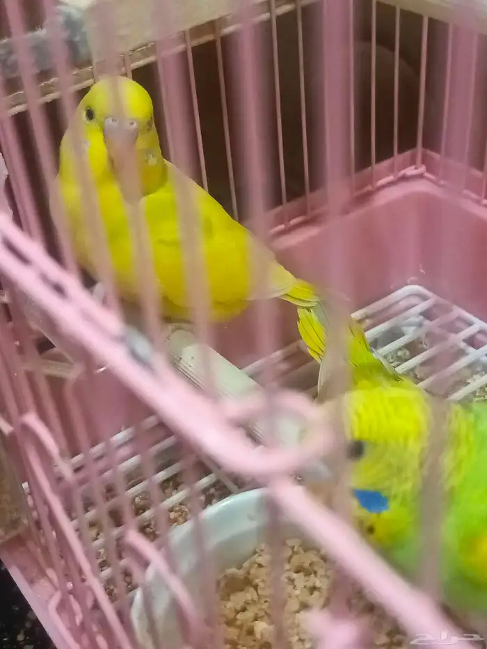 زوج بادجي وفروخه 10