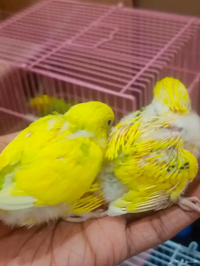 زوج بادجي وفروخه 9