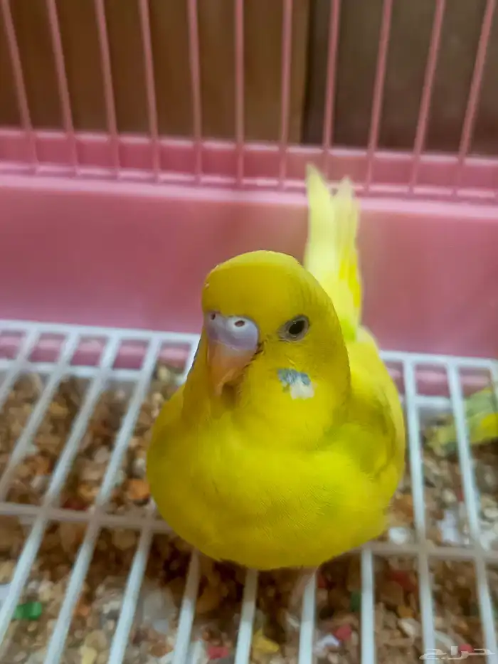 زوج بادجي وفروخه 5