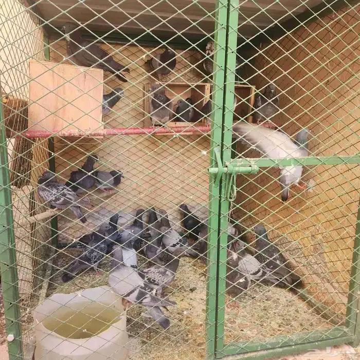 حمام للبيع 0