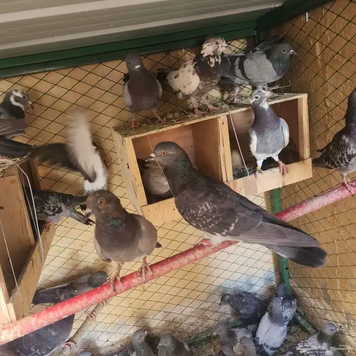 حمام للبيع 2