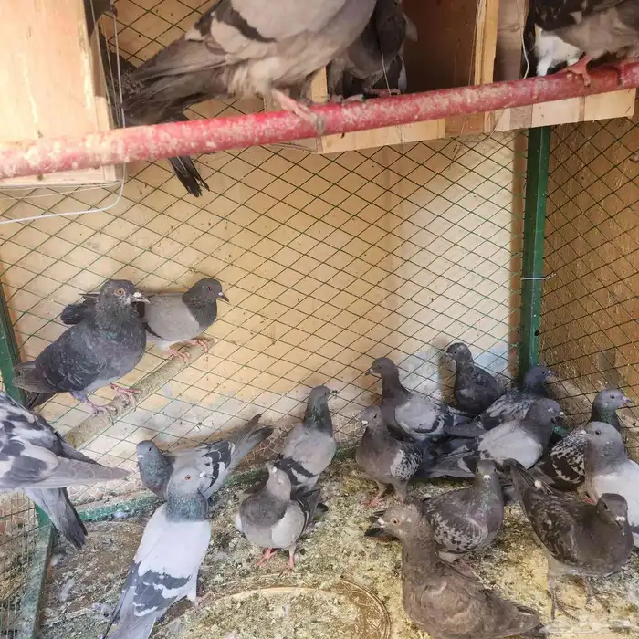 حمام للبيع 3