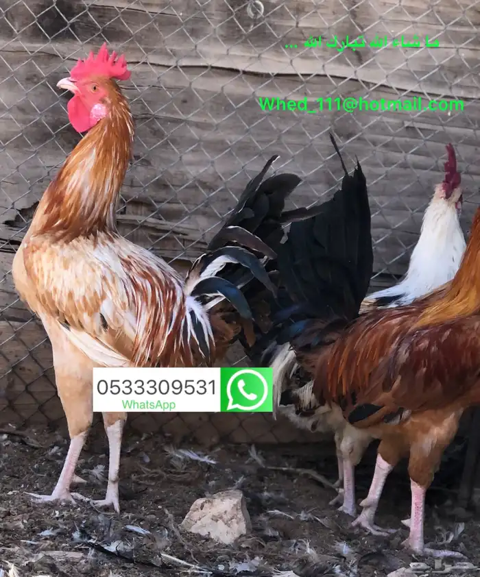 23 ديك بلدي عنيزة 10 شهور 16