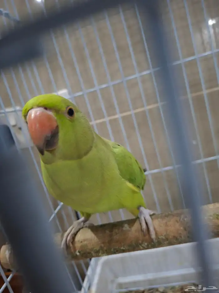 بغبغاء الدره متو 0