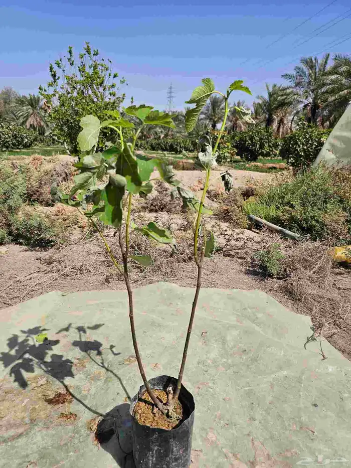 شتلات تين العبيد 1