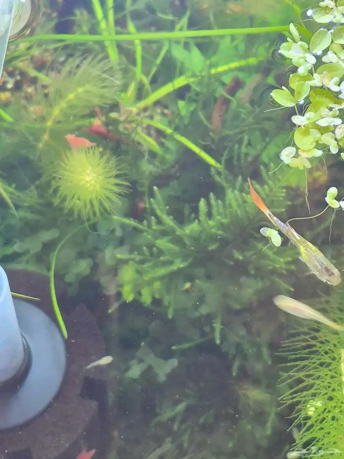 سمك جوبي للاحواض النهرية guppy fish 0