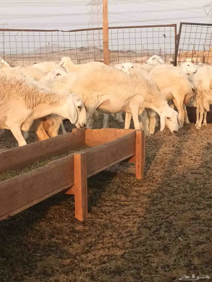 رخال حريات جاهزه للضراب 9