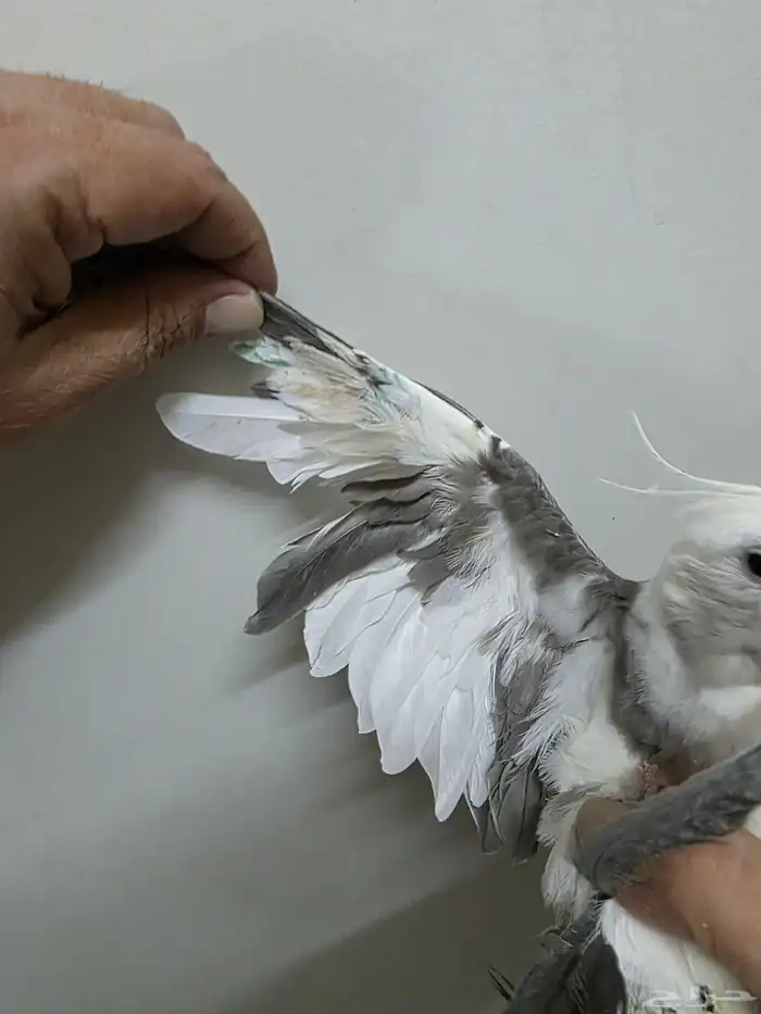 كروان اليف 6
