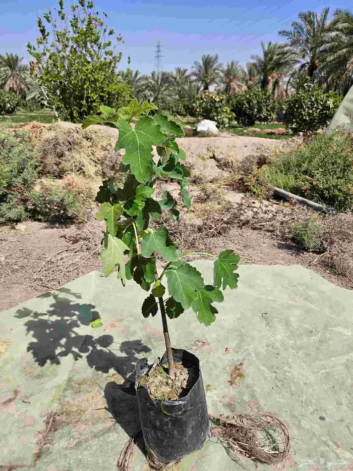 شتلات تين العبيد 0