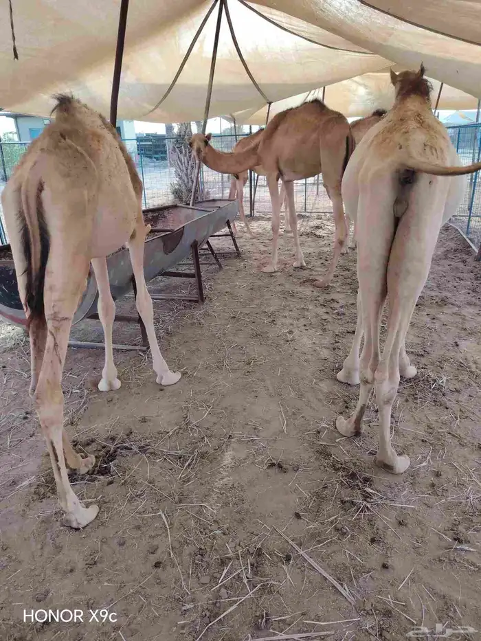قعدان صومالية مفاريد شحم ولحم 0