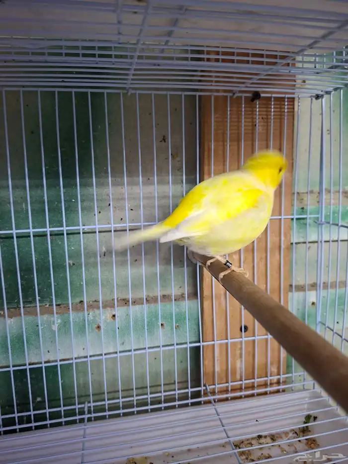 ذكر كناري الماني شرط تغريد( تم البيع ) 0