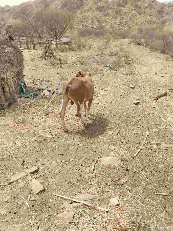 عجاله للبيع 1