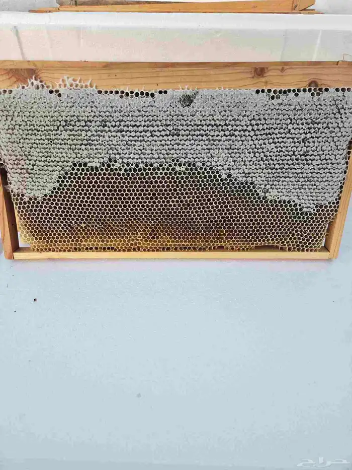 عسل زهرة الطلح 6