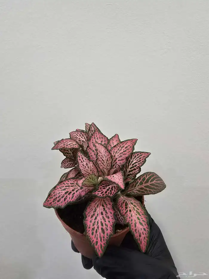 نبات الفيتونيا 2