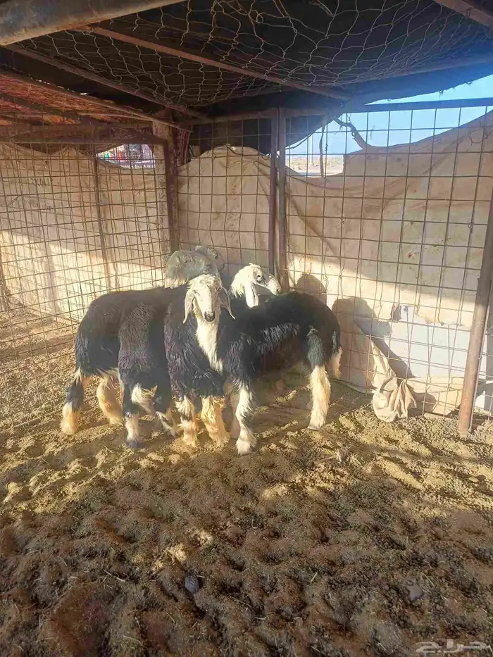 طليان للبيع 4