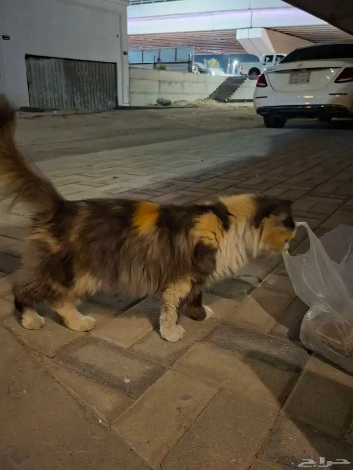 قطة للتبني 0