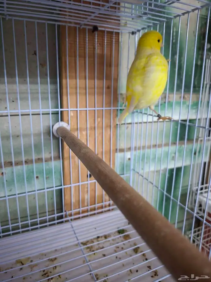 ذكر كناري الماني شرط تغريد( تم البيع ) 2