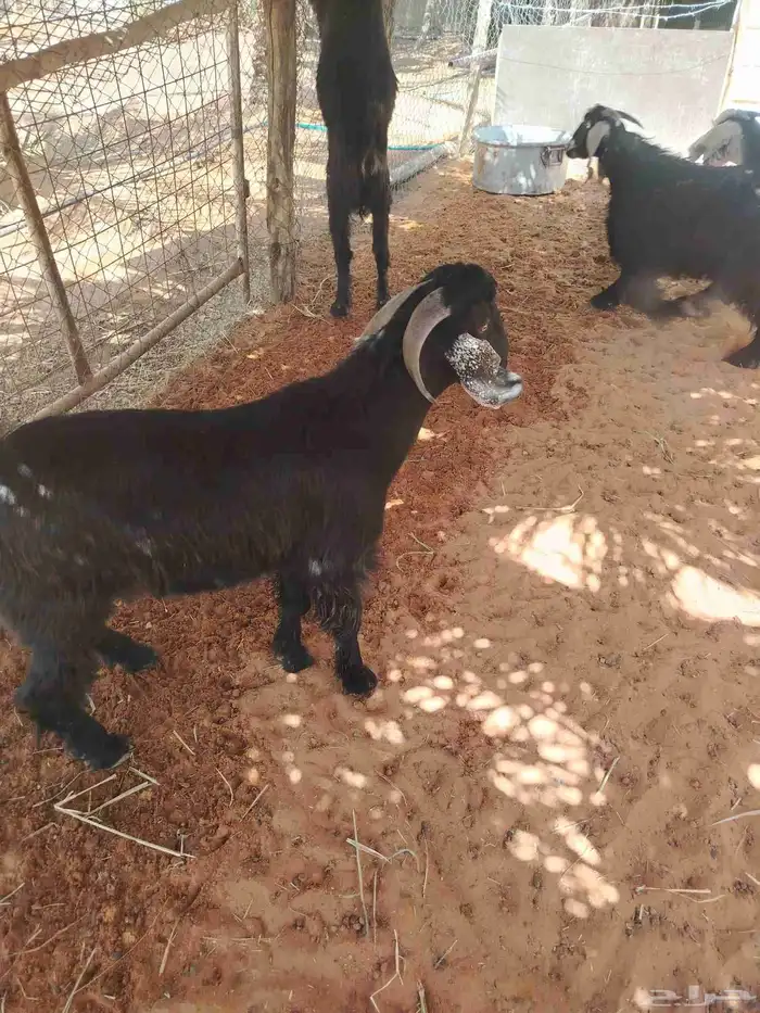 عندنا تيوس للبيع وفيات تيس فحل 0