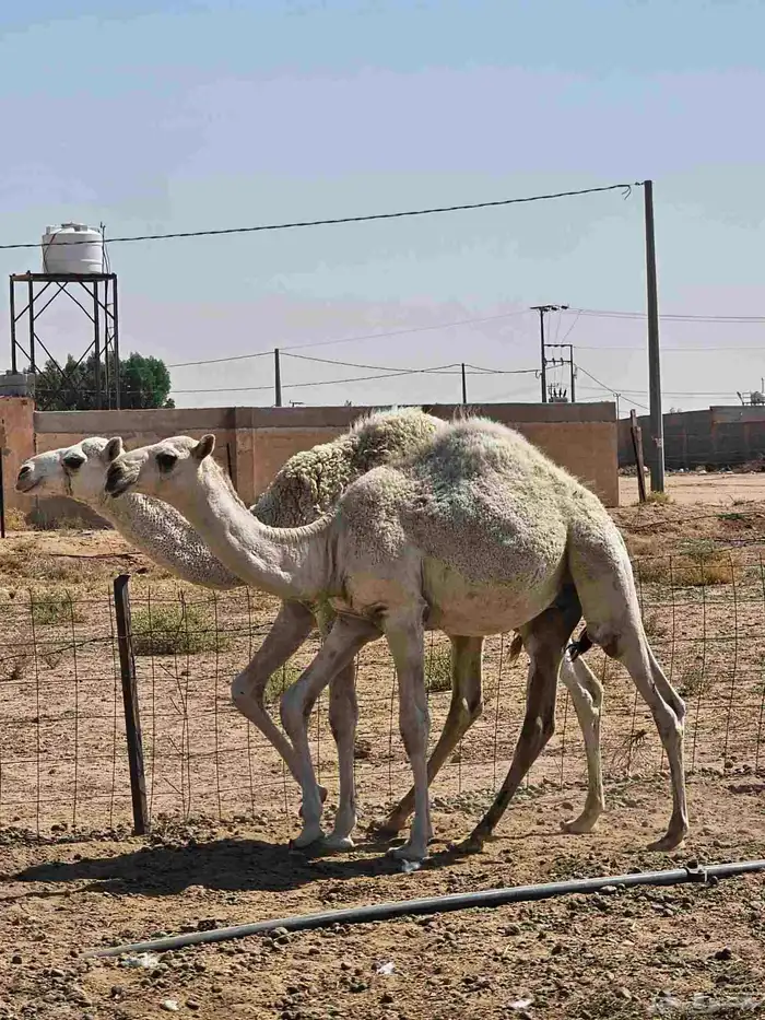قعدان 8 شهور 4