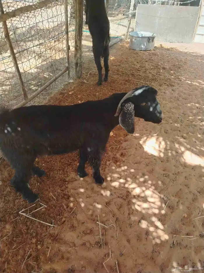 عندنا تيوس للبيع وفيات تيس فحل 1