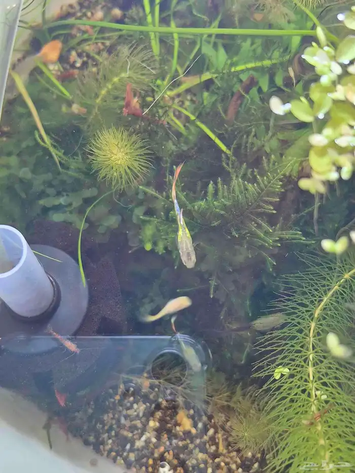 سمك جوبي للاحواض النهرية guppy fish 4