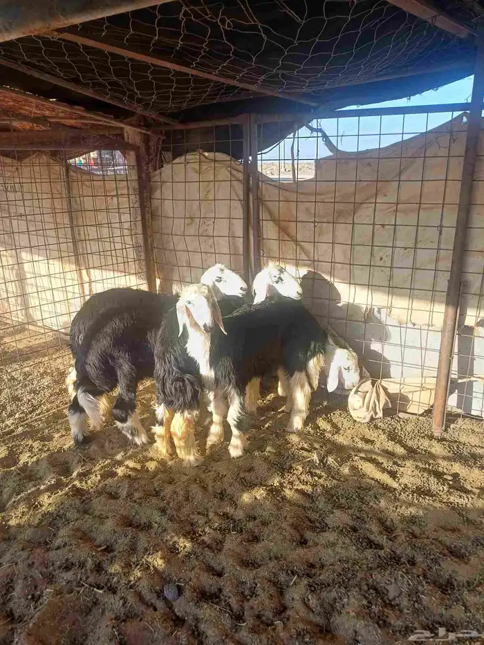 طليان للبيع 5