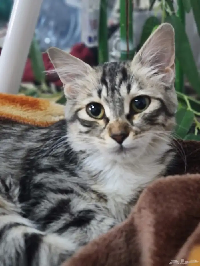قطة للتبني مهجنه شيرازي 0
