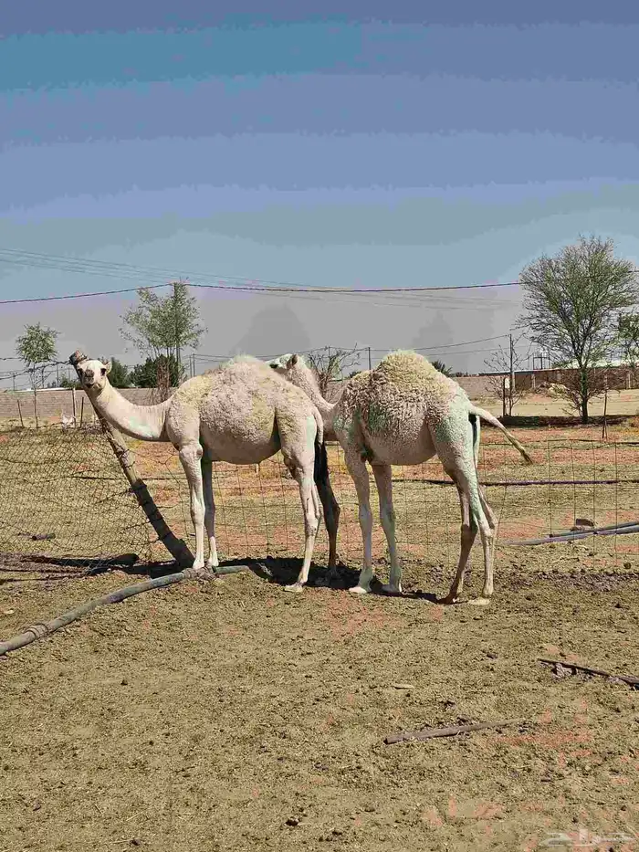 قعدان 8 شهور 5