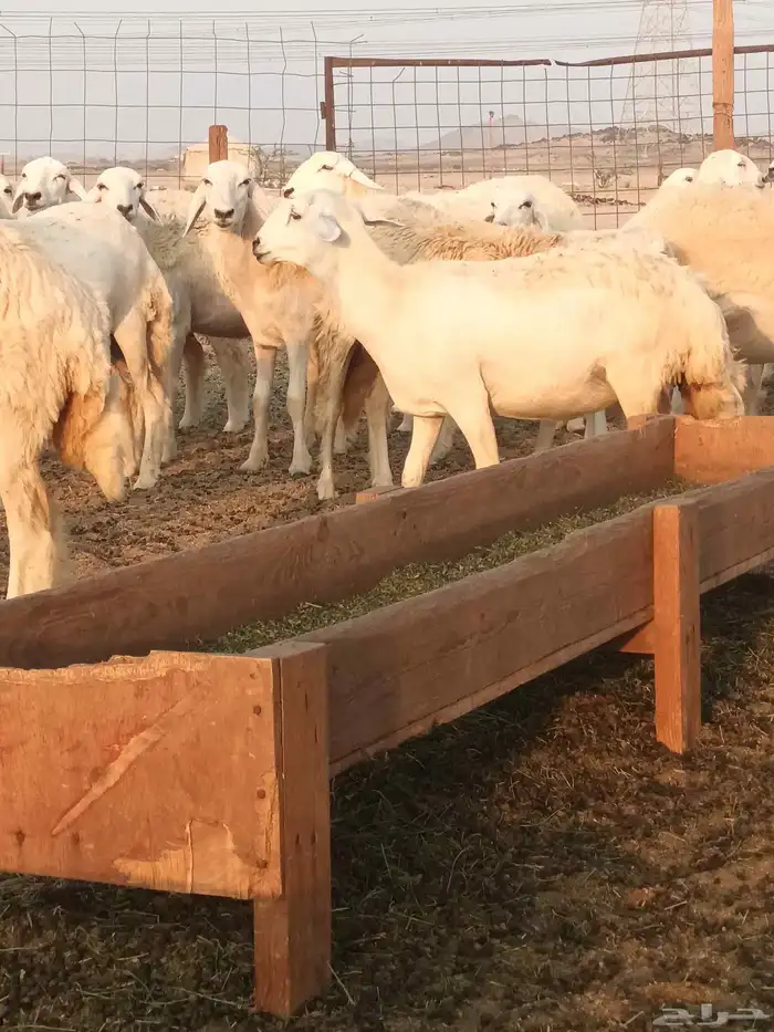 رخال حريات جاهزه للضراب 1