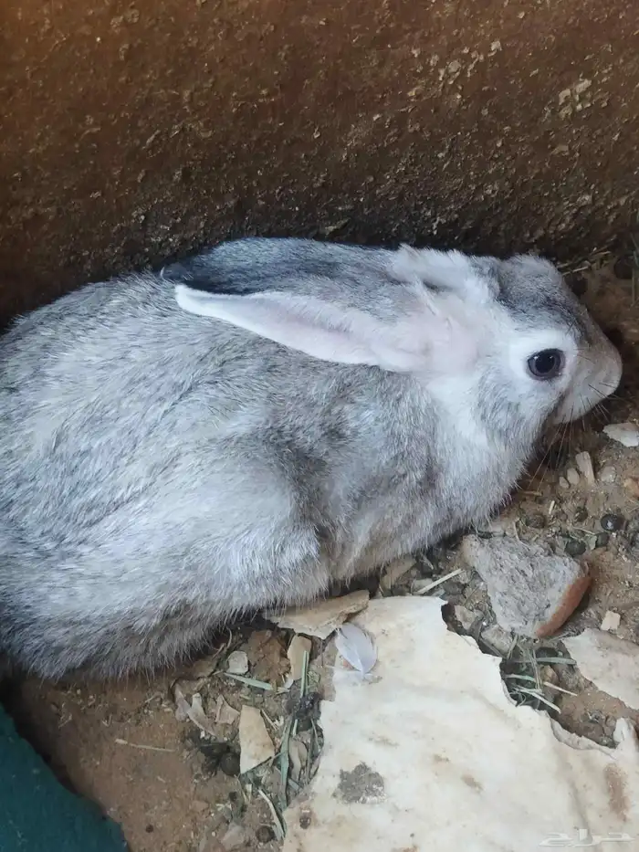 للبيع ارنب ذكر 0