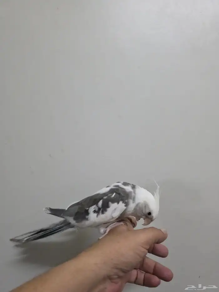 كروان اليف 2